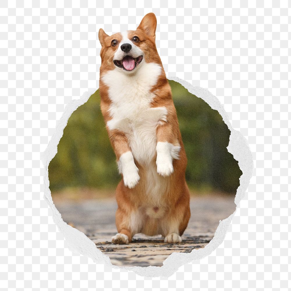 Dog png sticker, Welsh Corgi in torn paper badge, transparent background