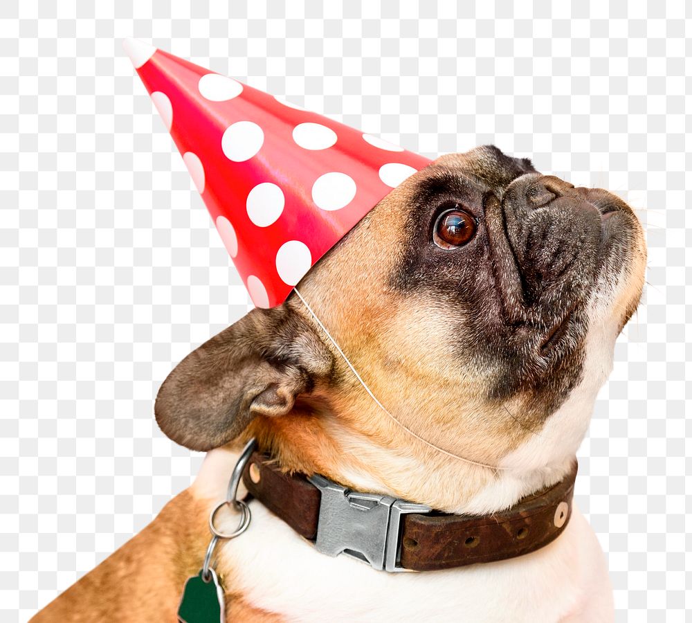 Pug dog png, birthday party hat in transparent background