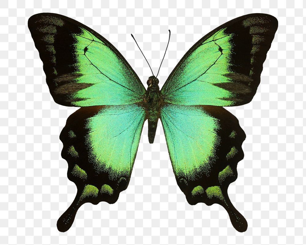 Green butterfly png sticker, transparent background
