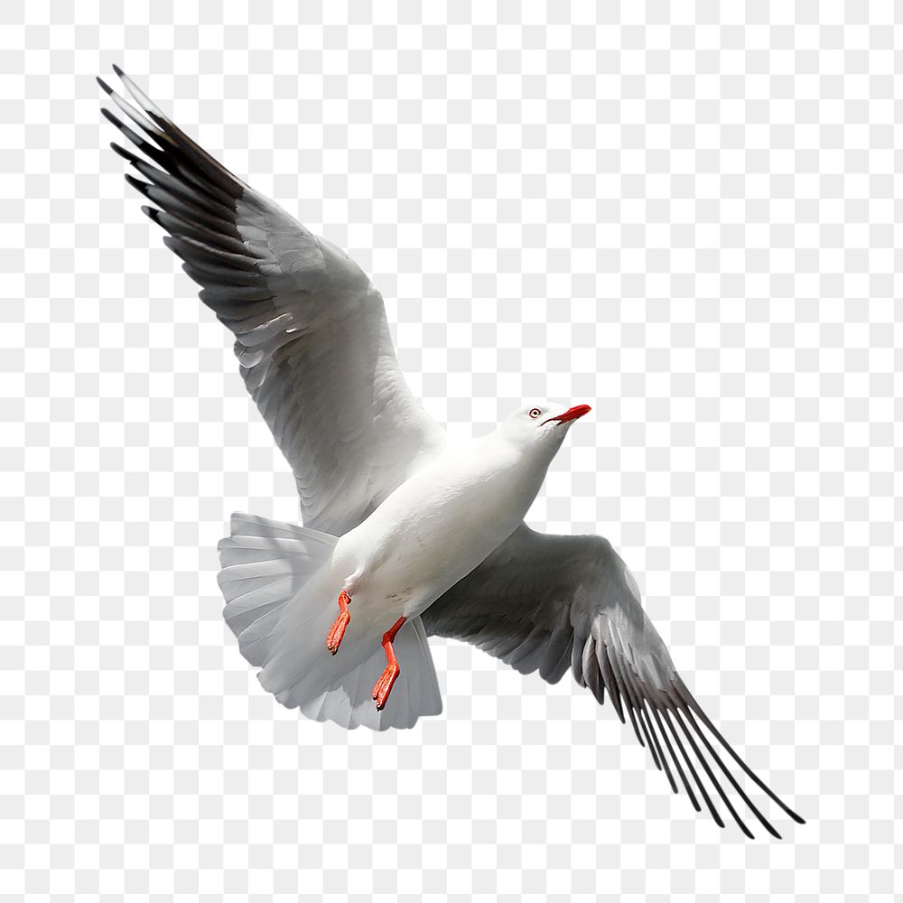 Flying seagull png sticker, transparent background