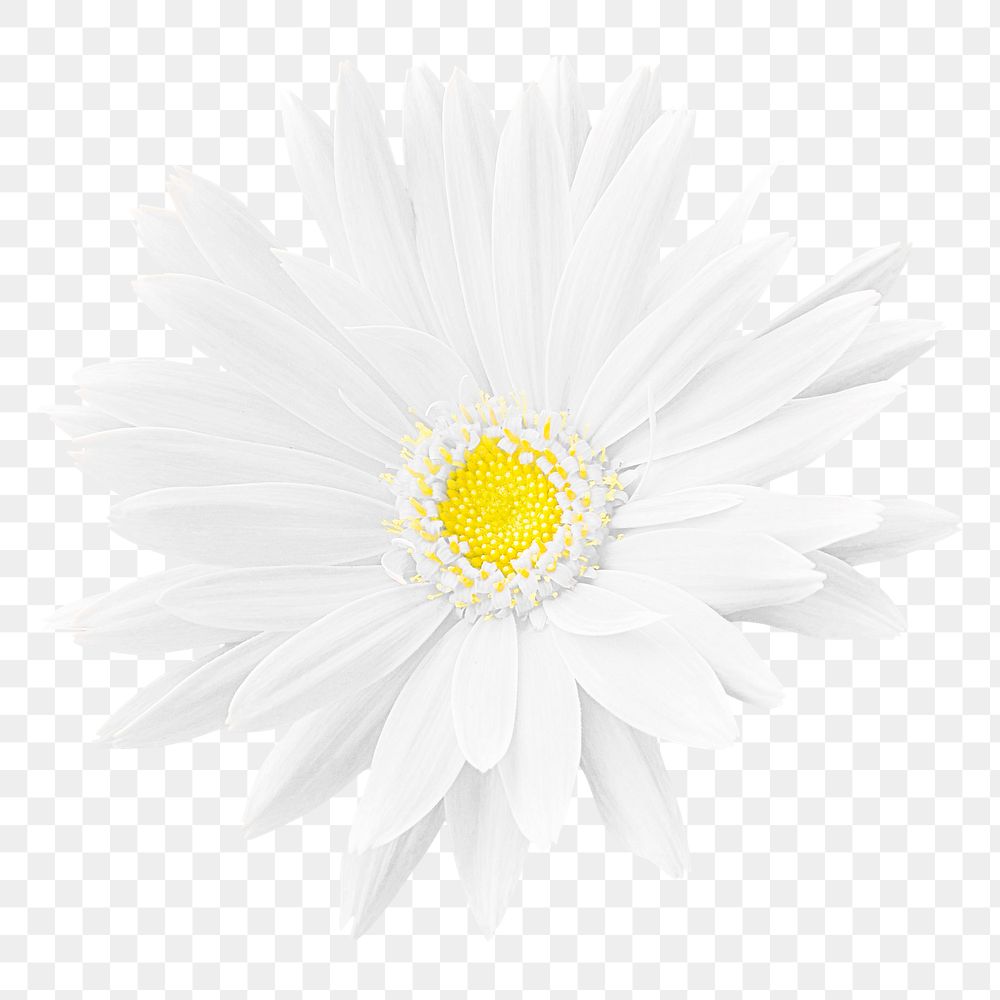 White gerbera png sticker, transparent background