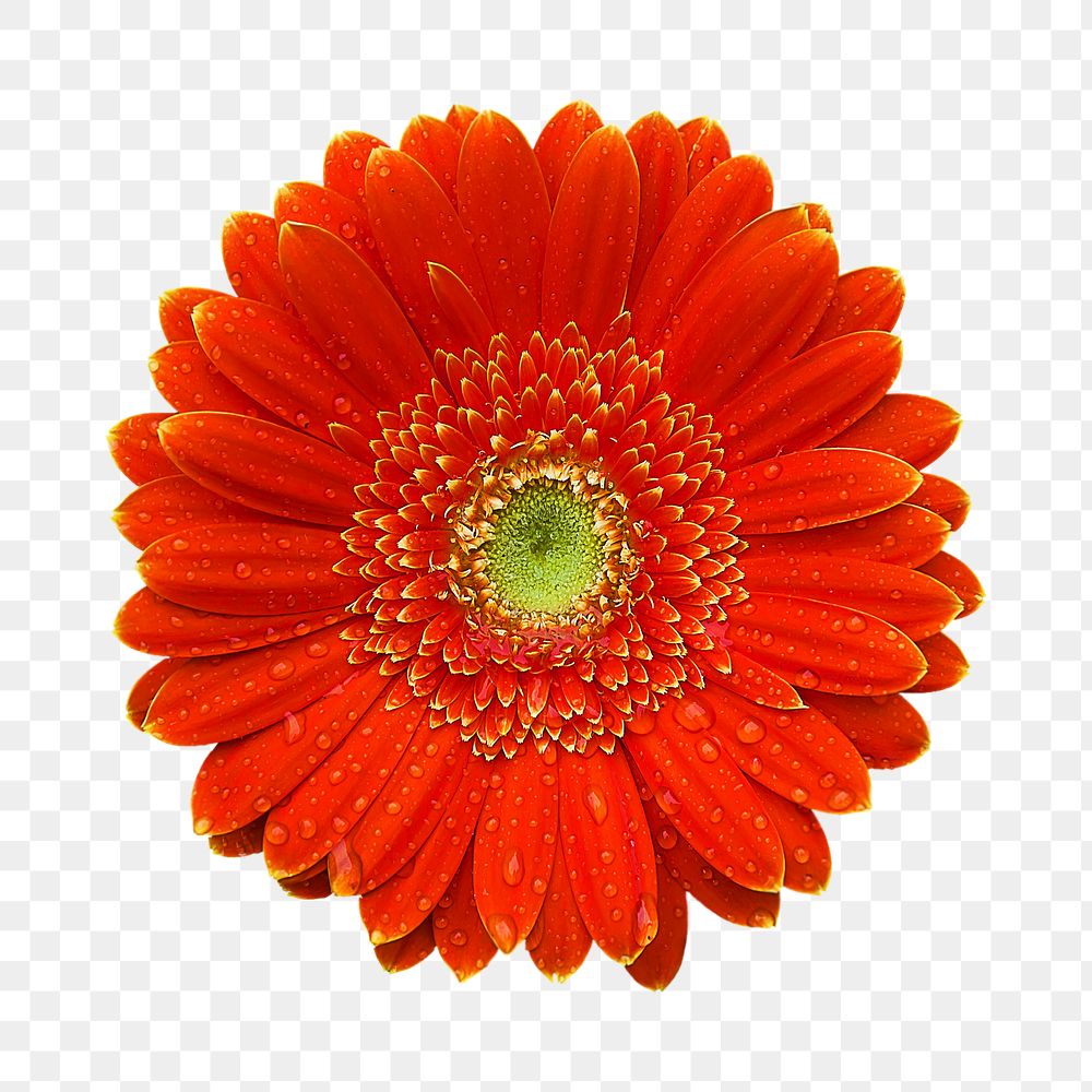 Red gerbera flower png sticker, transparent background