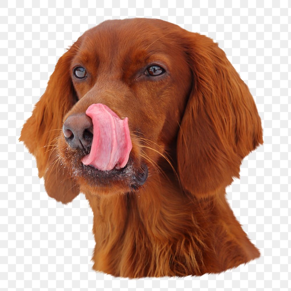 Png hungry brown dog sticker, transparent background