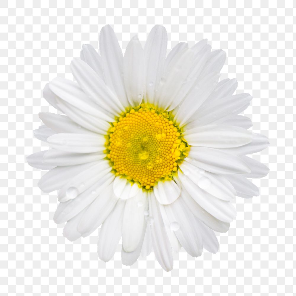 White daisy flower png sticker, transparent background