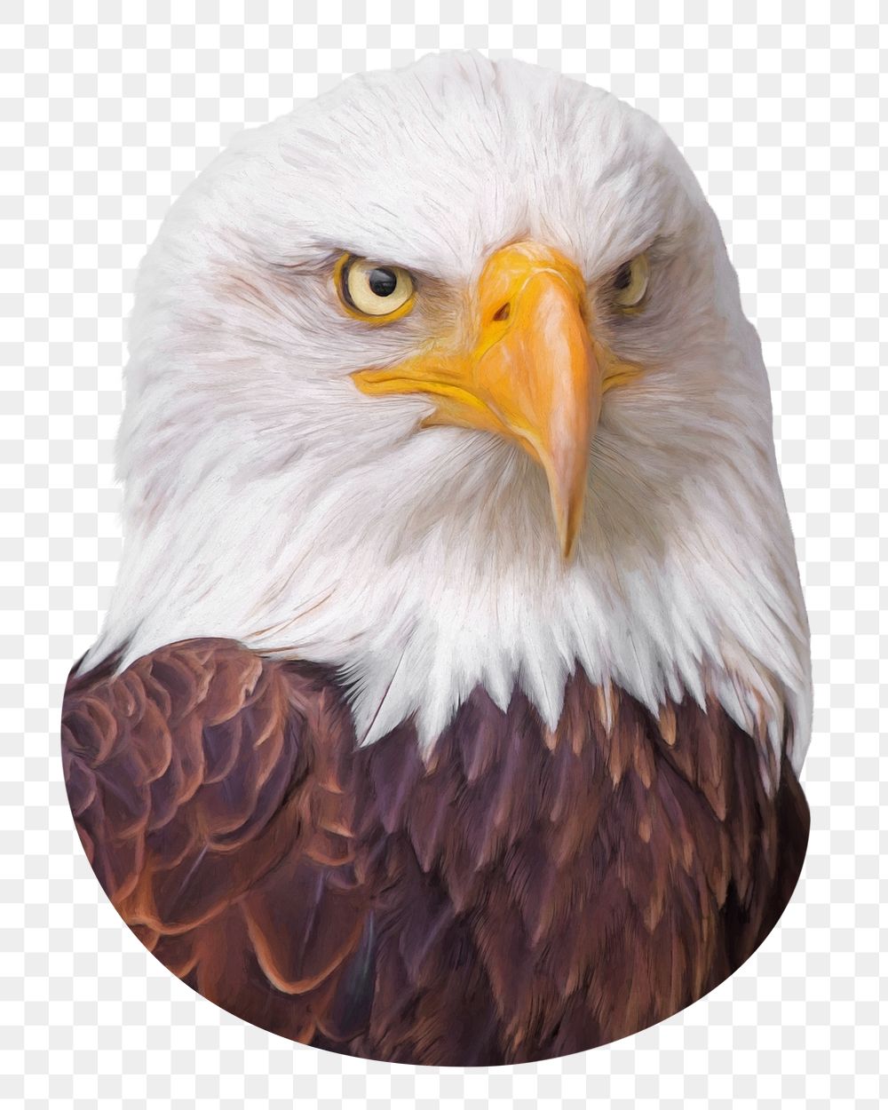 Bald eagle png sticker, transparent background