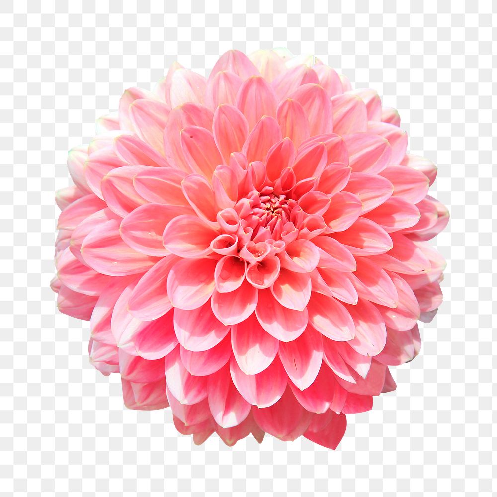 Pink dahlia flower png sticker, transparent background