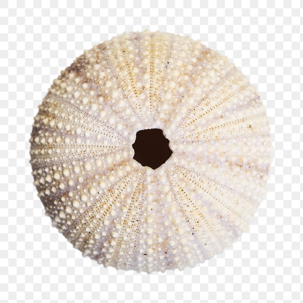 Urchin shell png sticker, transparent background