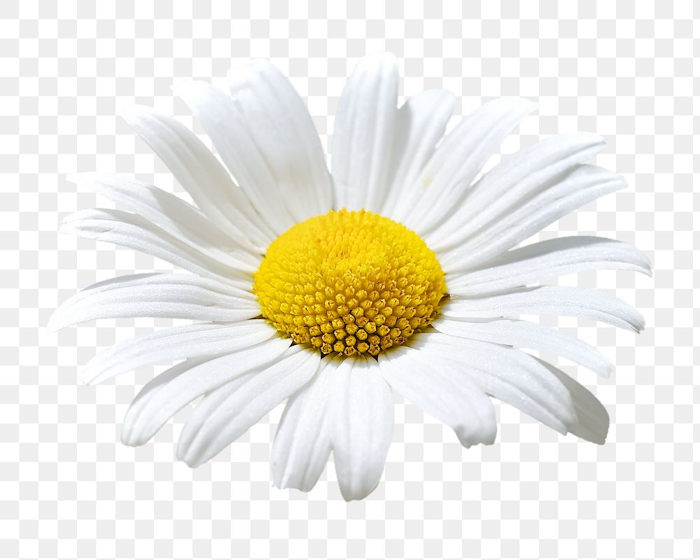 Daisy flower png sticker, transparent background