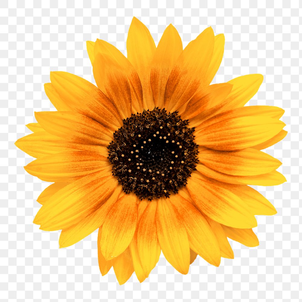 Sunflower  png sticker, transparent background