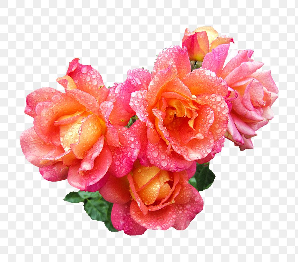 Pink roses png sticker, transparent background