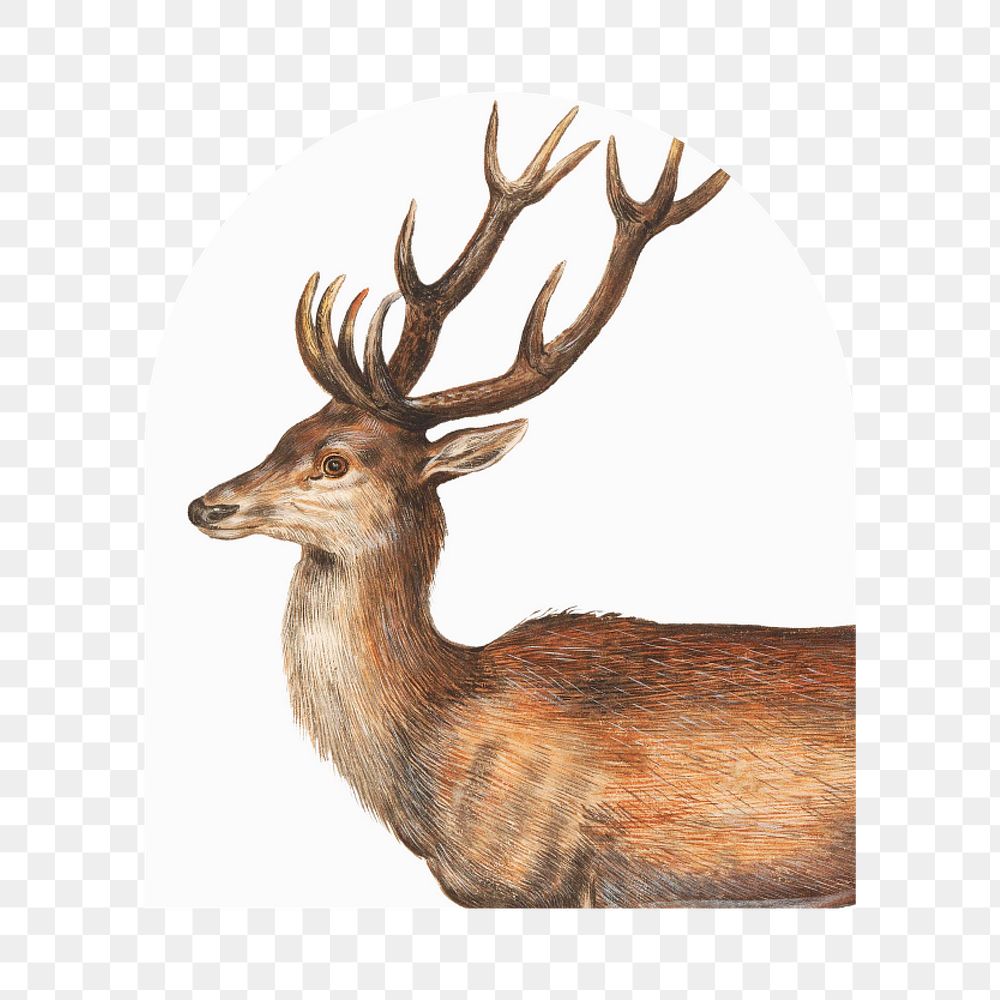 Deer illustration png sticker, transparent background