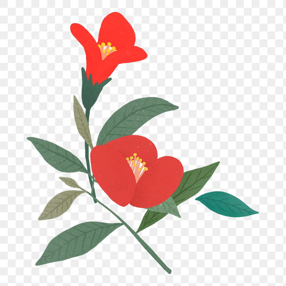 Red poppy png sticker, botanical design, transparent background