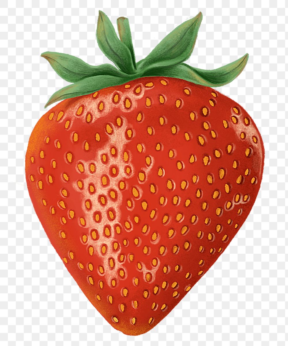Realistic strawberry png sticker, hand drawn illustration, transparent background