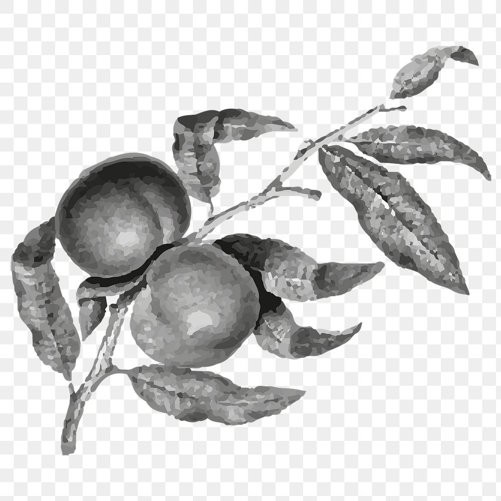 Vintage fruits png sticker, black & white illustration, transparent background