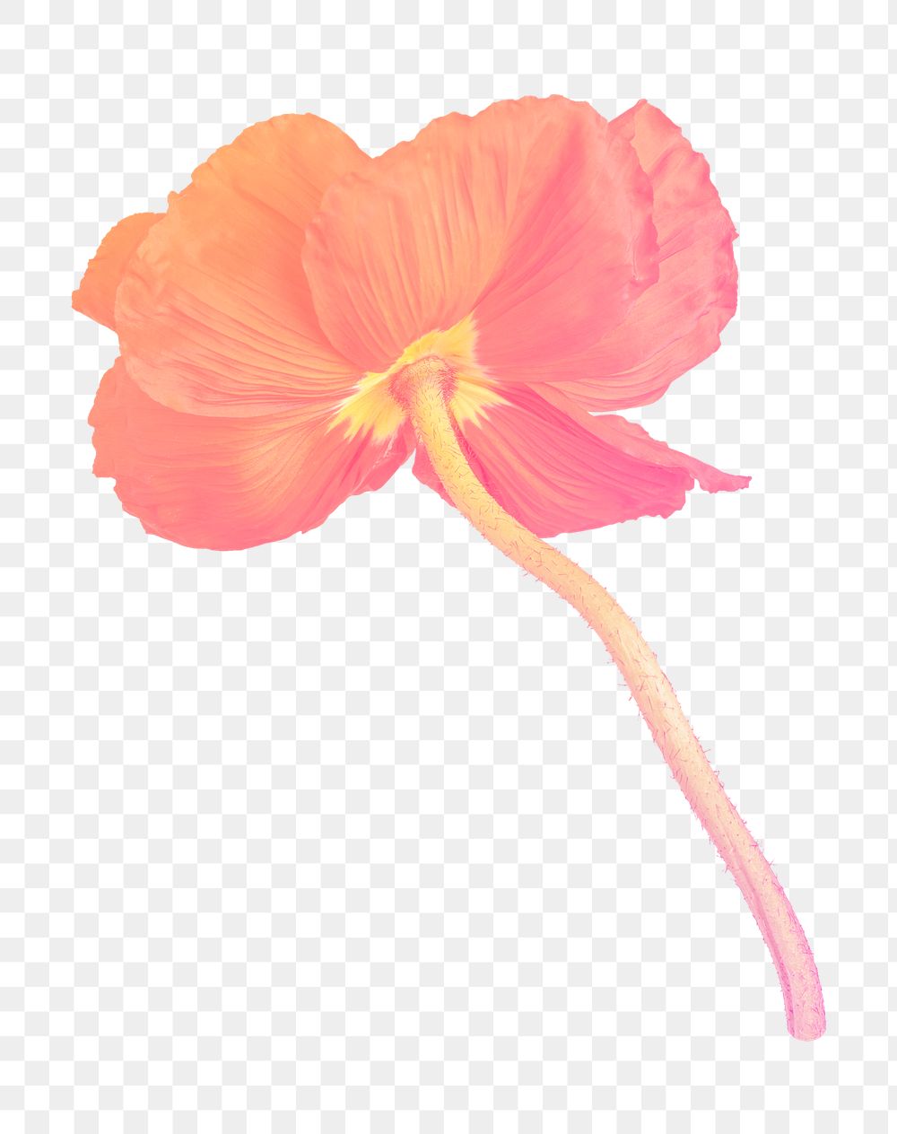 Png orange poppy flower sticker, transparent background