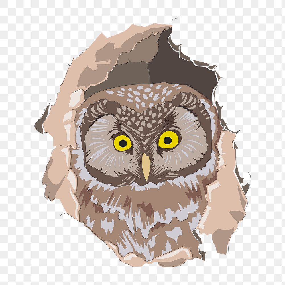 Owl png illustration, transparent background. Free public domain CC0 image.