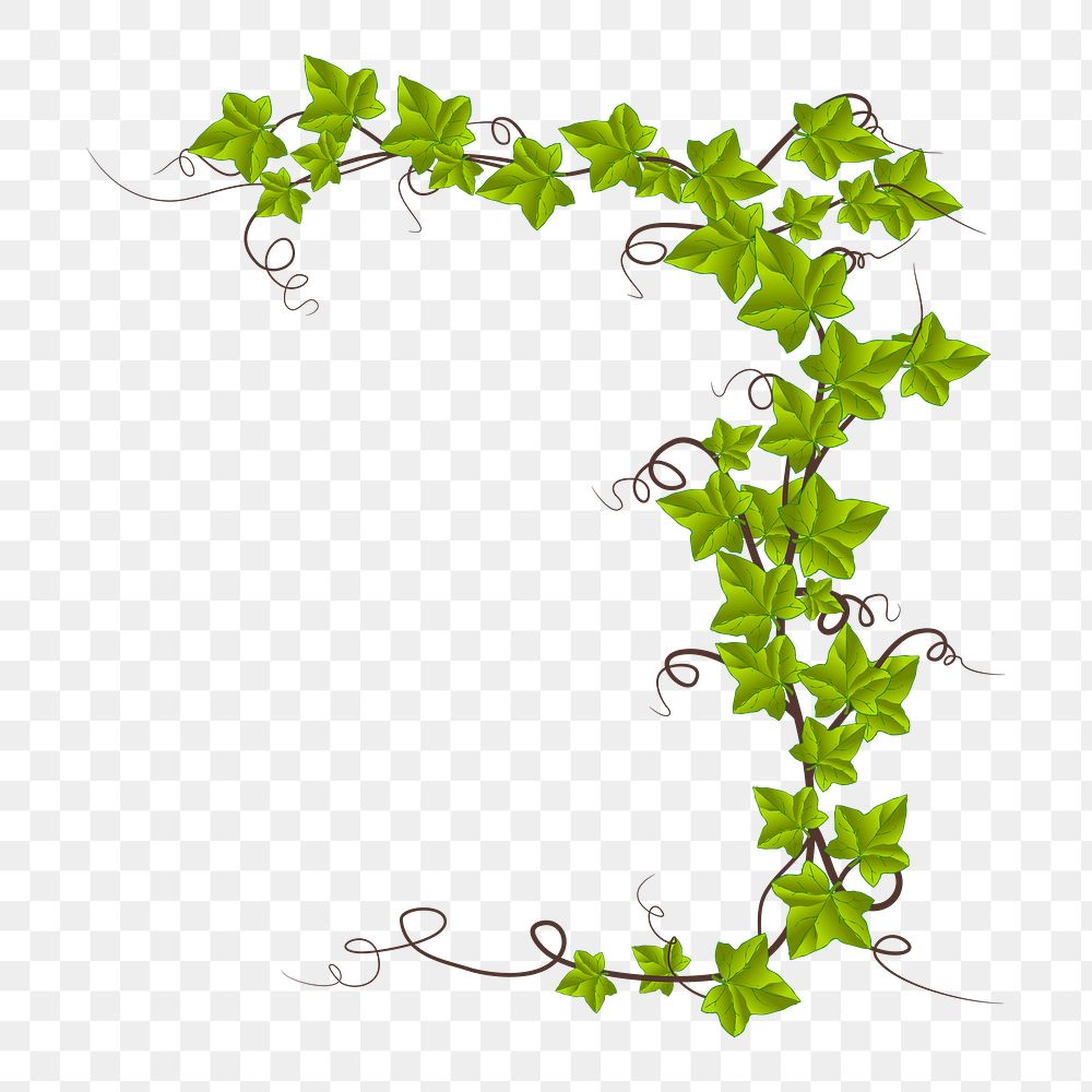 Vine plant png illustration, transparent background. Free public domain CC0 image.