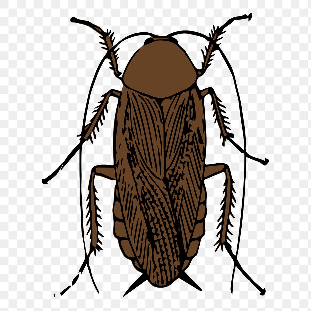 Cockroach png illustration, transparent background. Free public domain CC0 image.