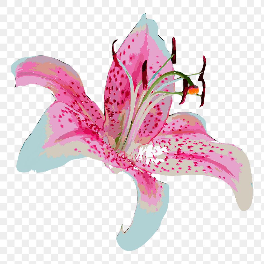Orchid png illustration, transparent background. Free public domain CC0 image.
