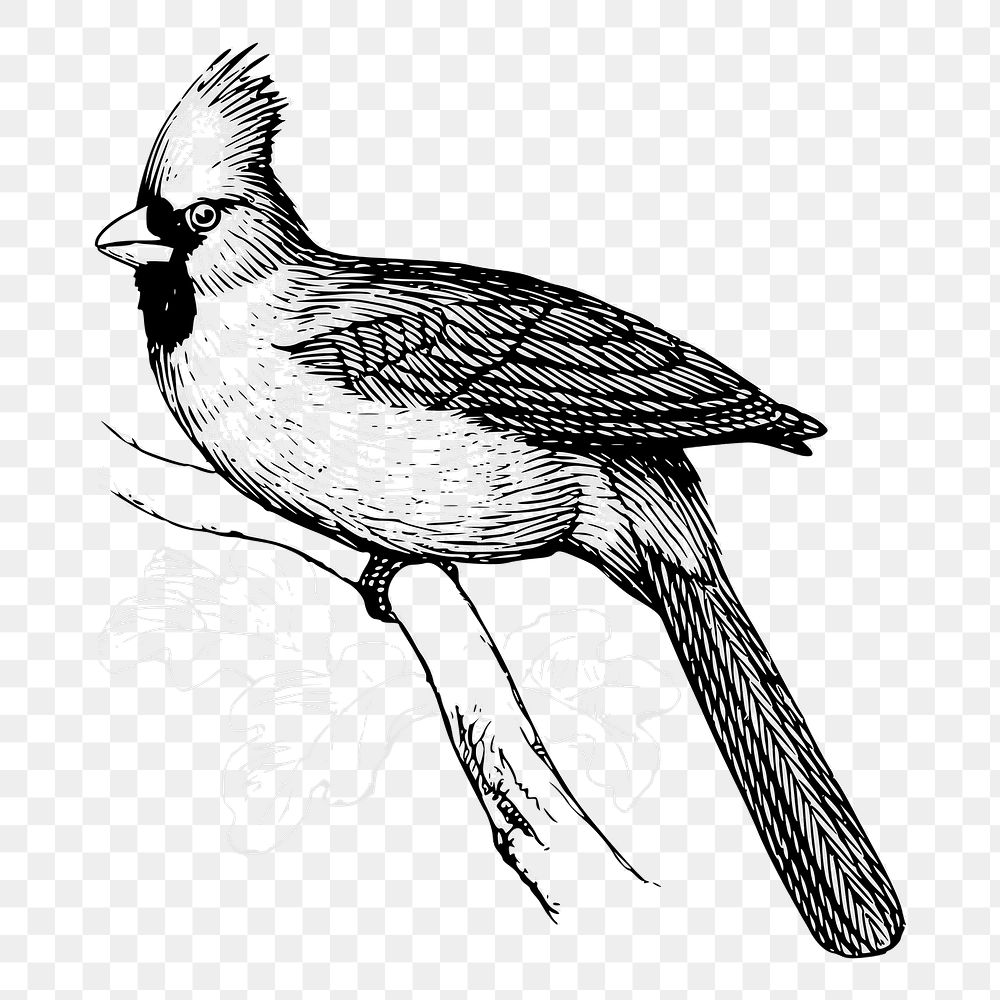 Bird png illustration, transparent background. Free public domain CC0 image.