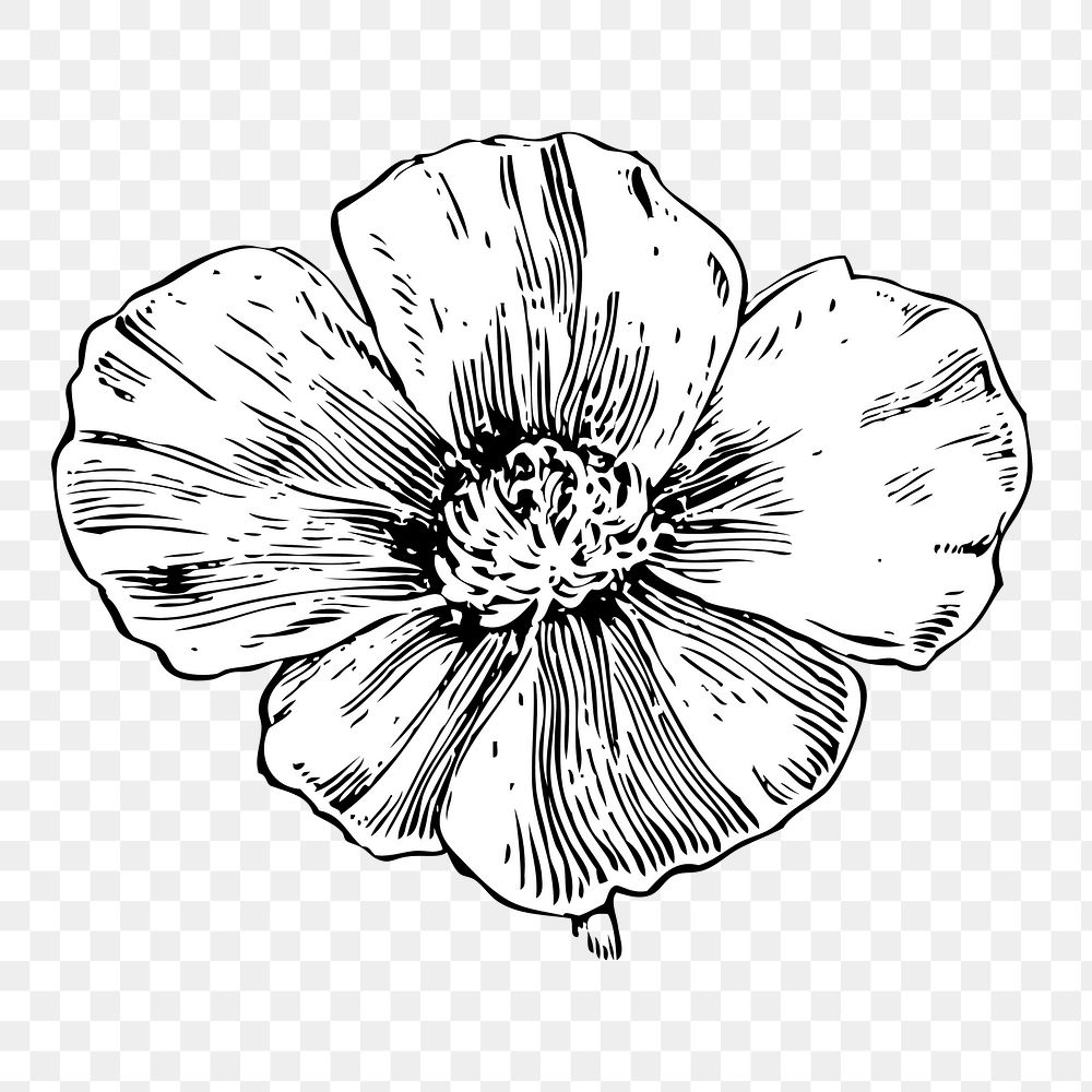 Flower png illustration, transparent background. Free public domain CC0 image.