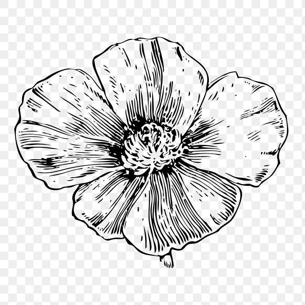 Flower png illustration, transparent background. Free public domain CC0 image.