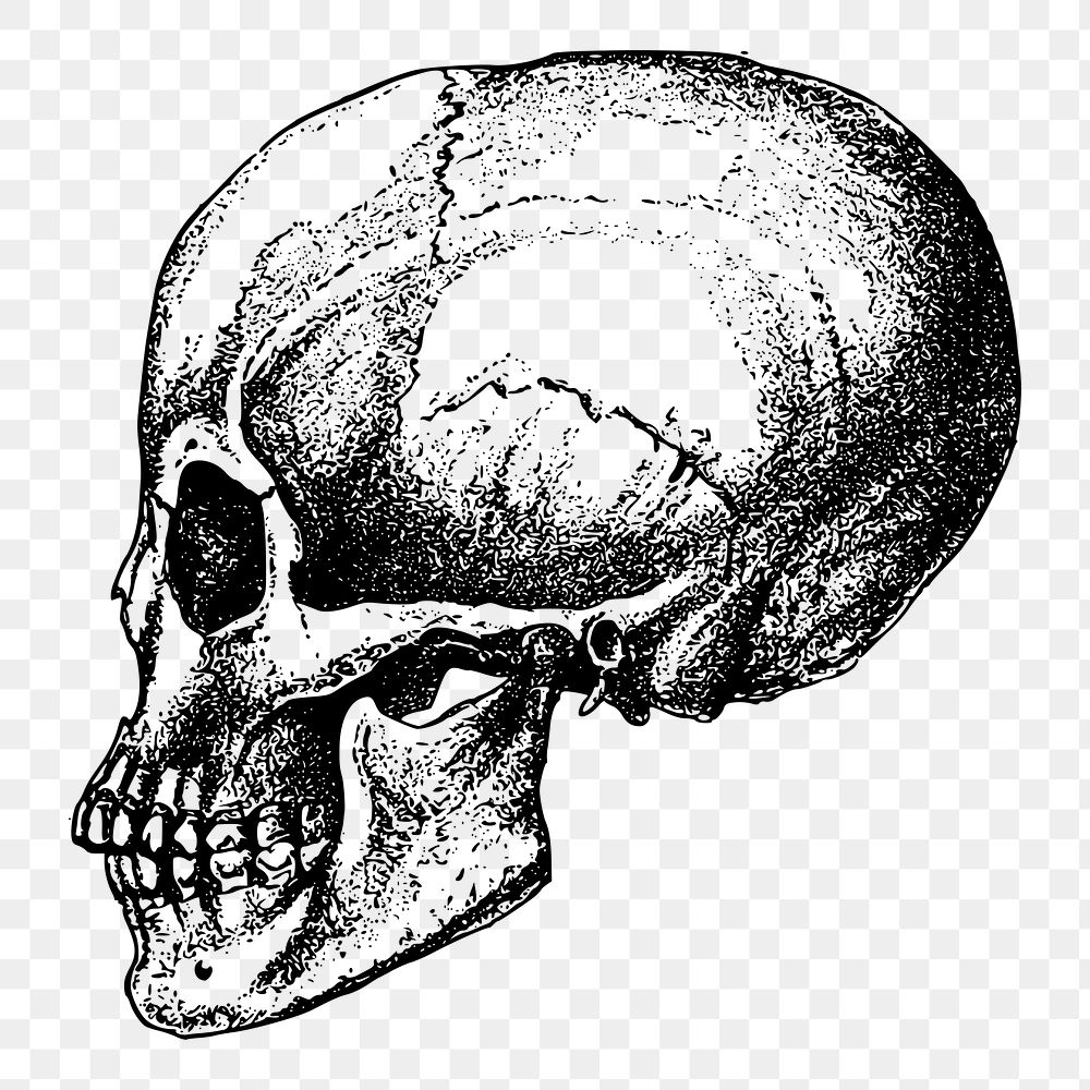 Human skull png illustration, transparent background. Free public domain CC0 image.