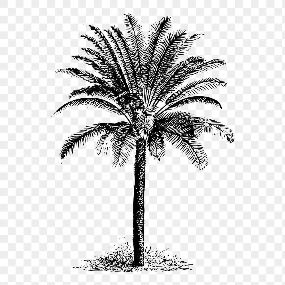 Palm tree png illustration, transparent background. Free public domain CC0 image.