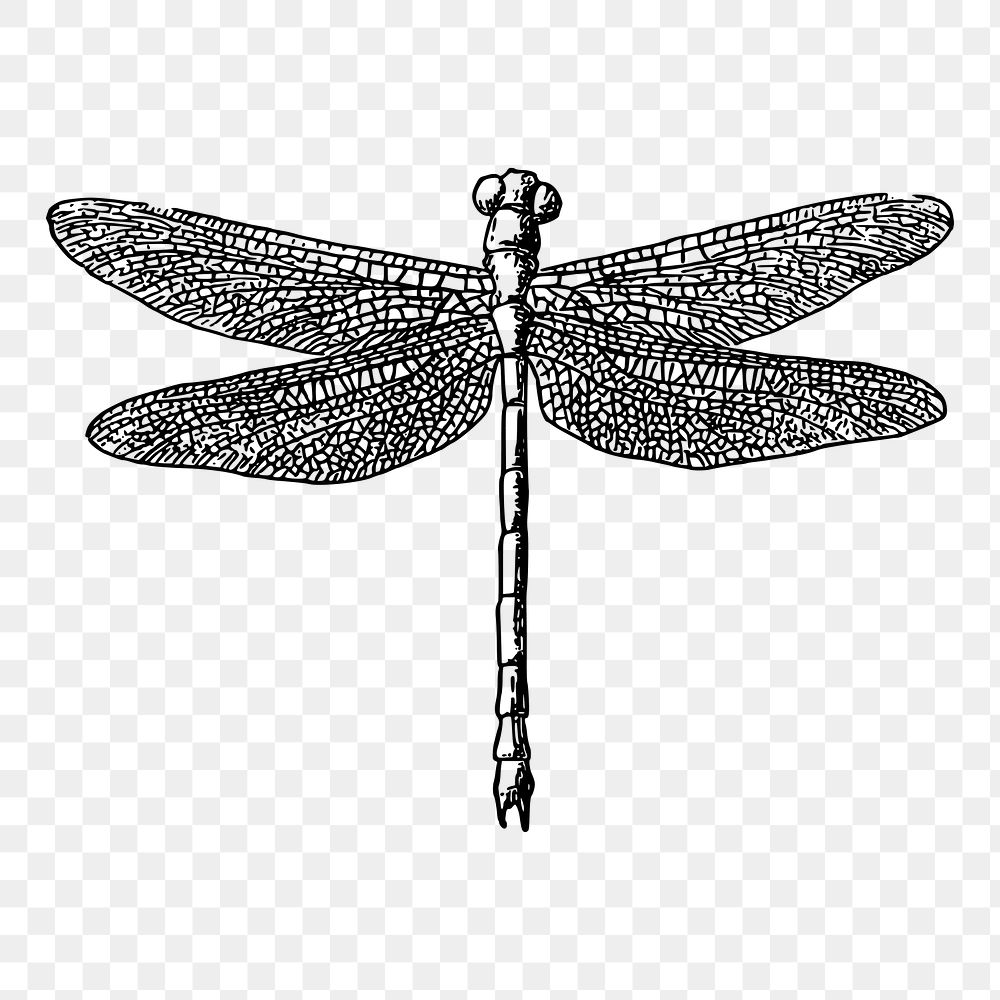 Dragonfly png illustration, transparent background. Free public domain CC0 image.