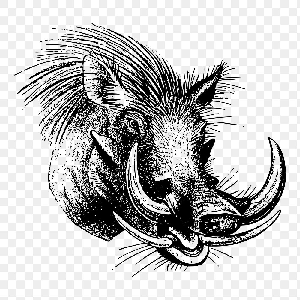 Wild boar png illustration, transparent background. Free public domain CC0 image.