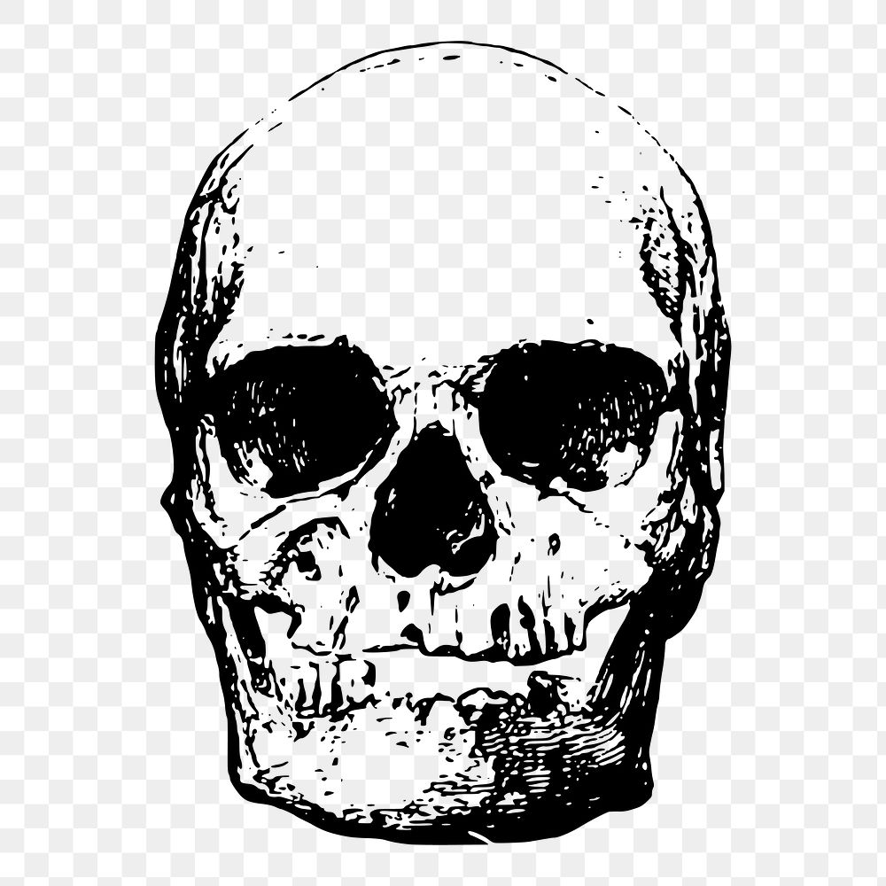 Human skull png illustration, transparent background. Free public domain CC0 image.