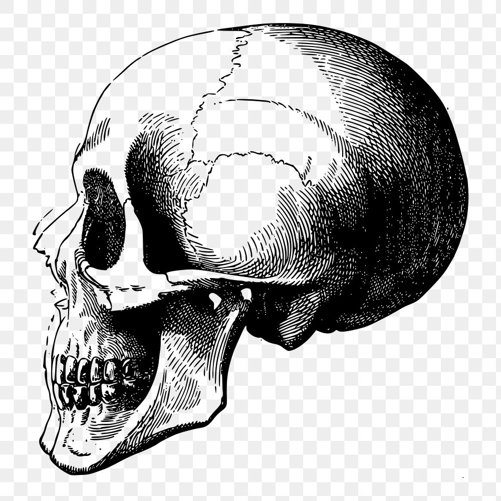 Human skull png illustration, transparent background. Free public domain CC0 image.