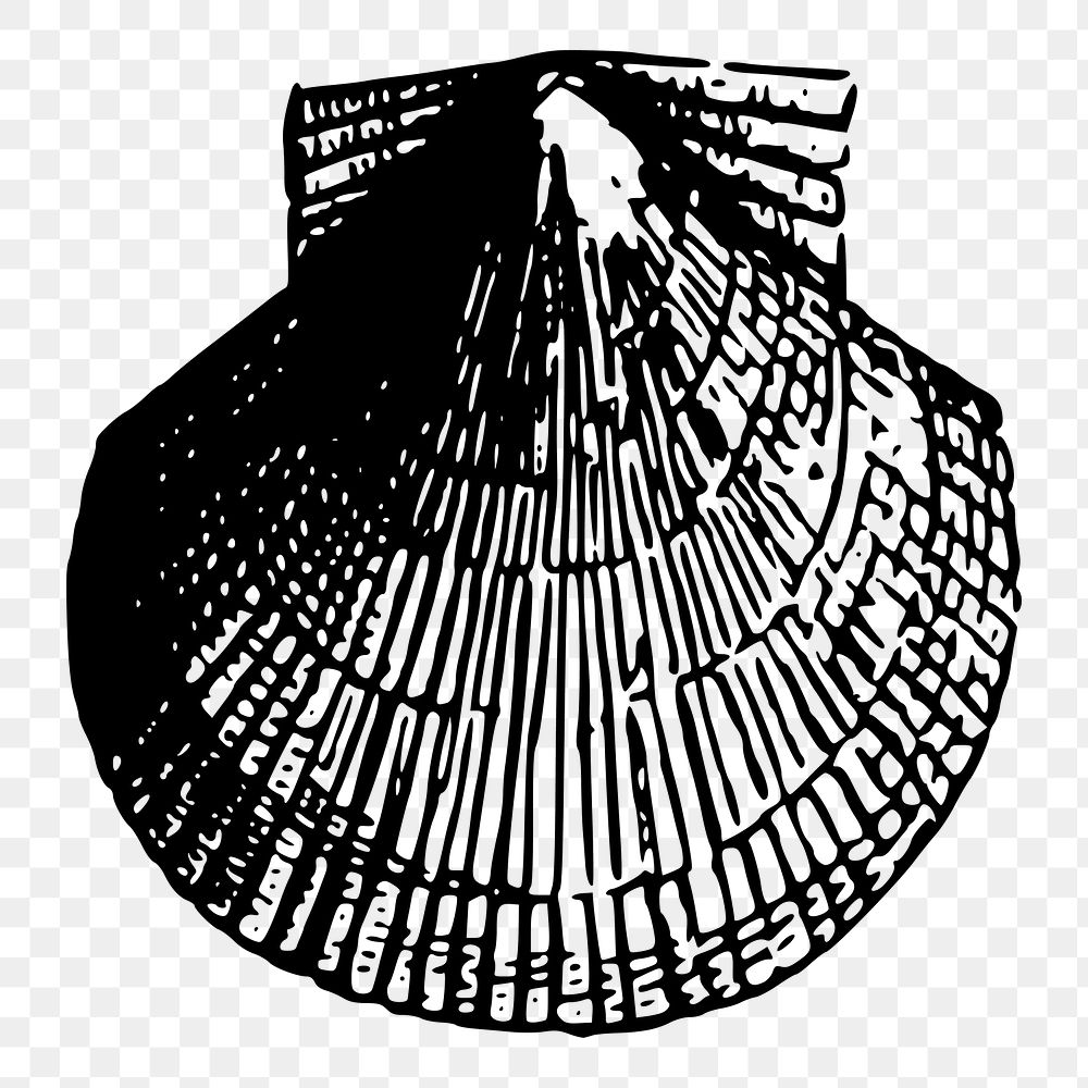 Scallop sea shell png illustration, transparent background. Free public domain CC0 image.