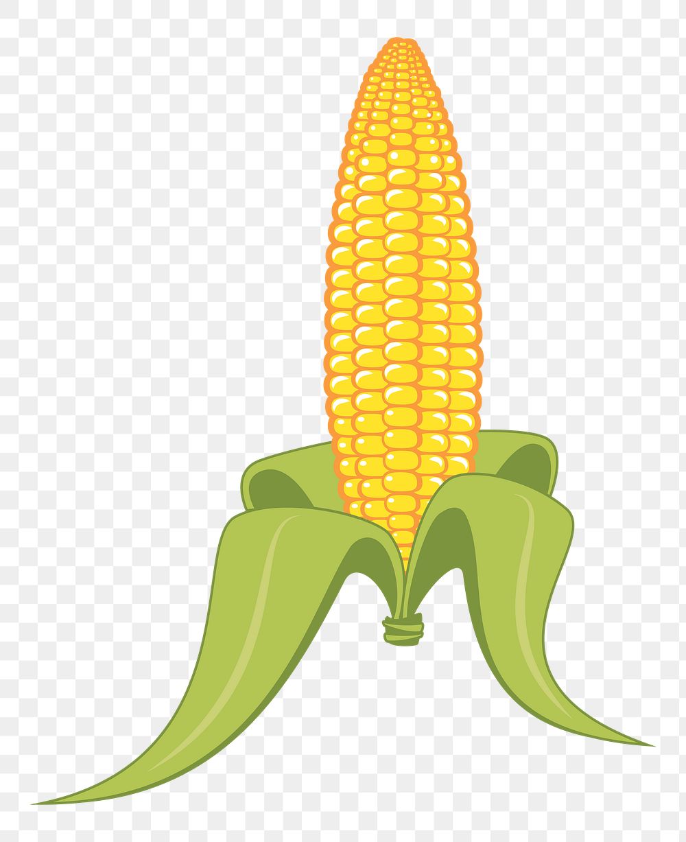 Corn png illustration, transparent background. Free public domain CC0 image.