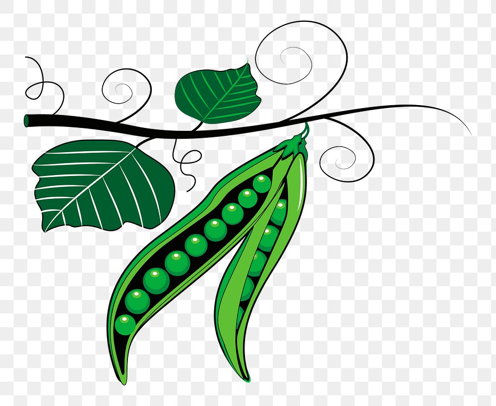 Green pea png illustration, transparent background. Free public domain CC0 image.