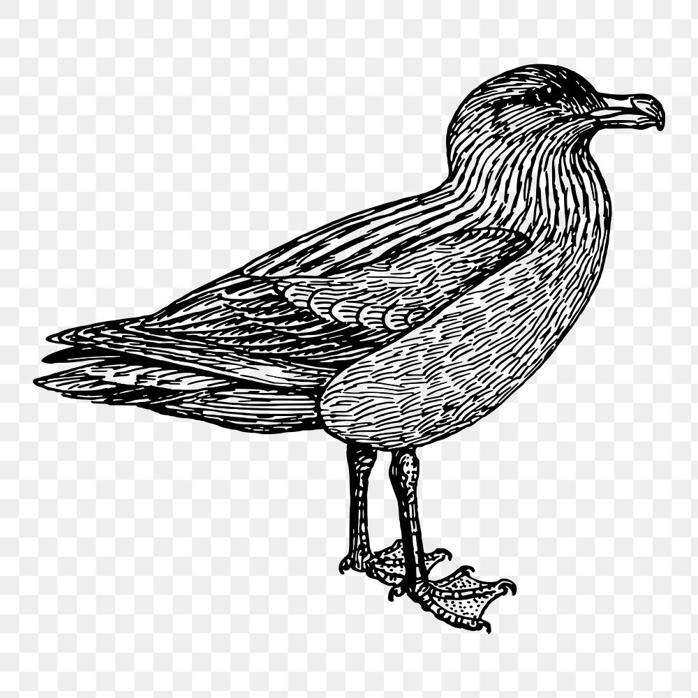 Bird png illustration, transparent background. Free public domain CC0 image.