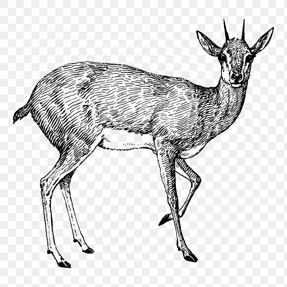 Doe female deer png illustration, transparent background. Free public domain CC0 image.