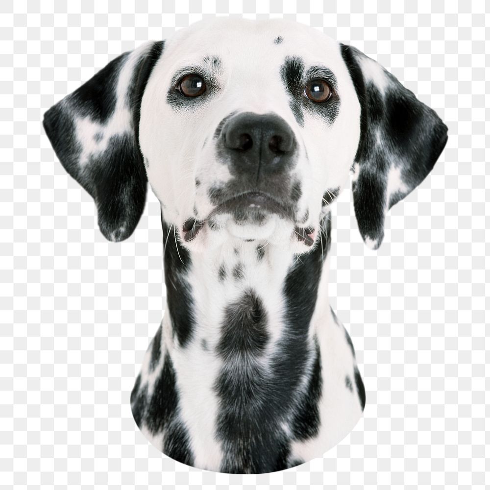 Dalmatian dog png sticker, transparent background