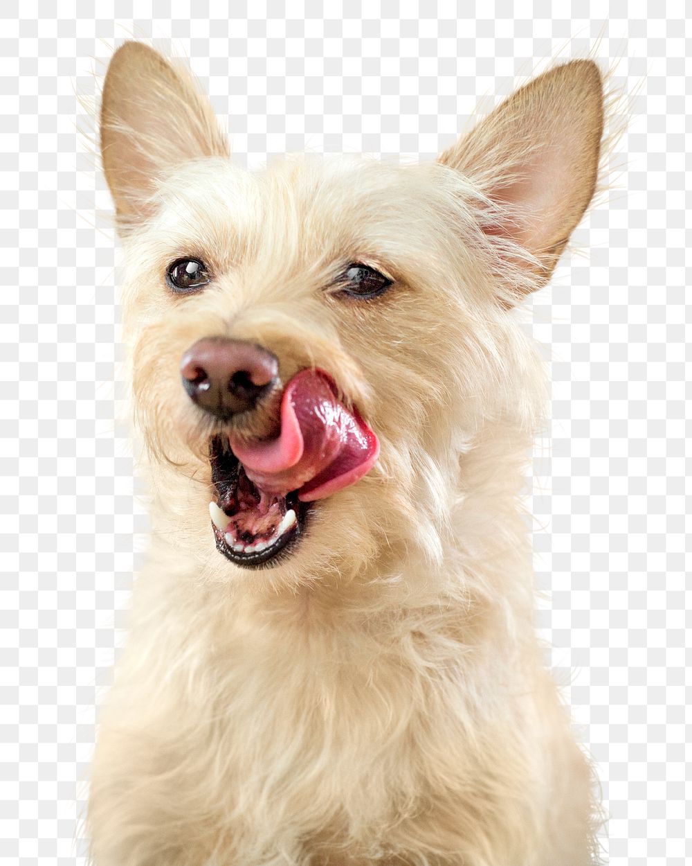 PNG dog, white terrier pet in transparent background