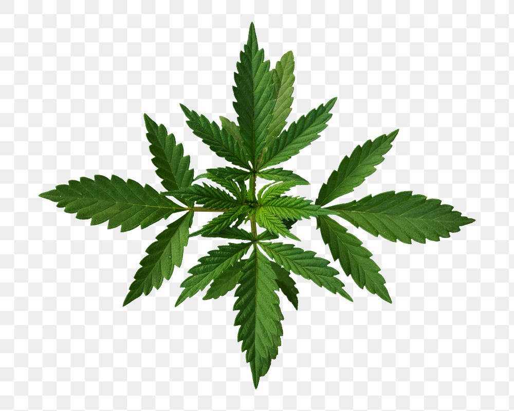 Cannabis leaf png sticker, transparent background