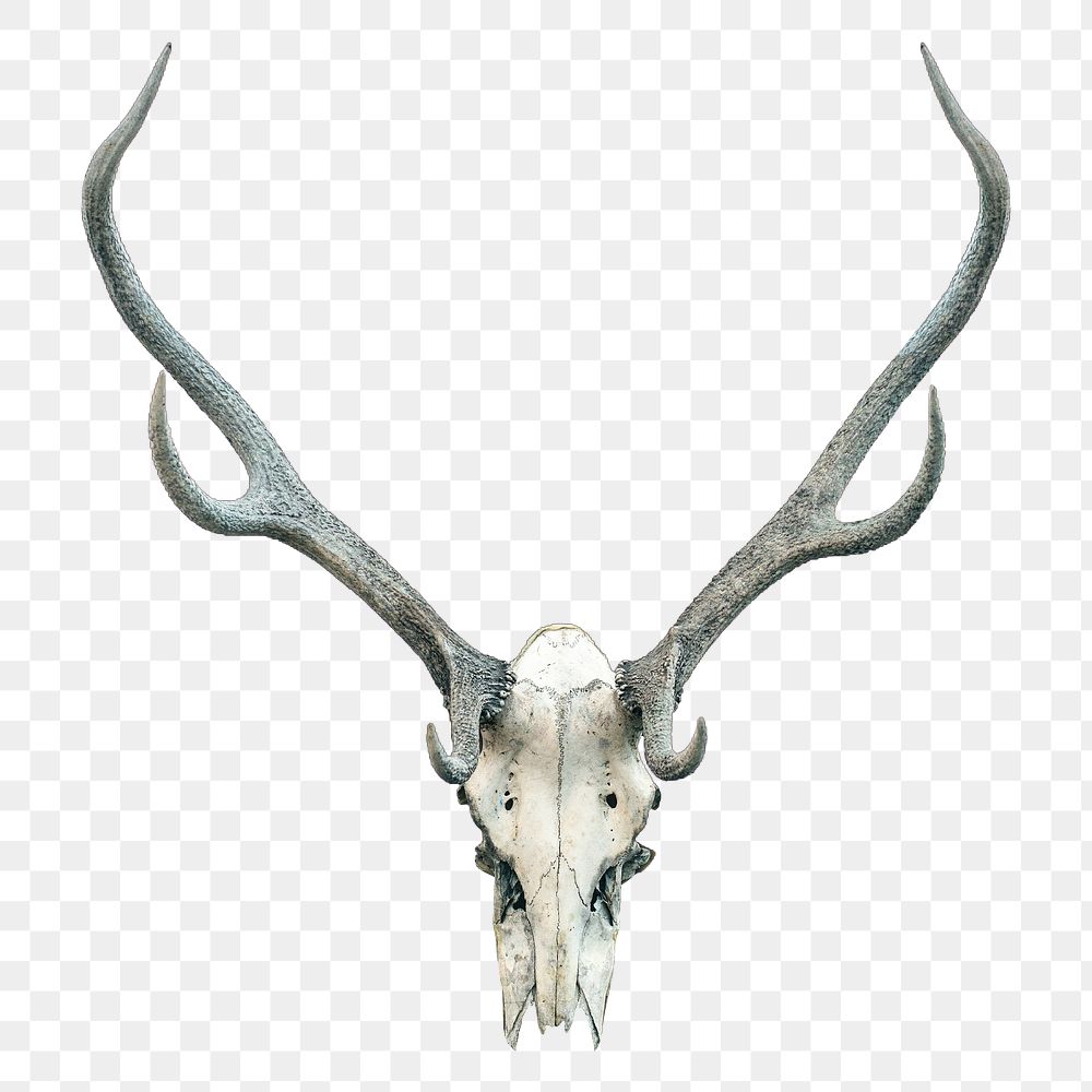Deer skull png sticker, transparent background