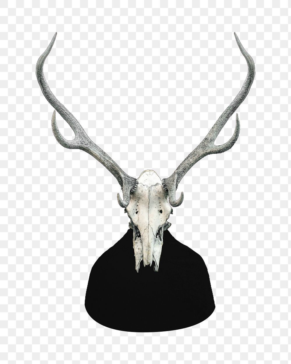 Deer skull png sticker, transparent background