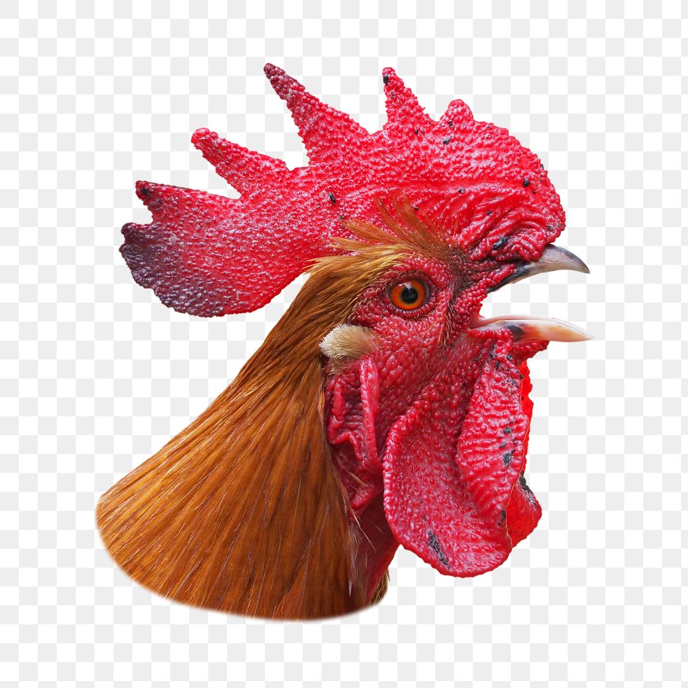 Chicken head png sticker, transparent background