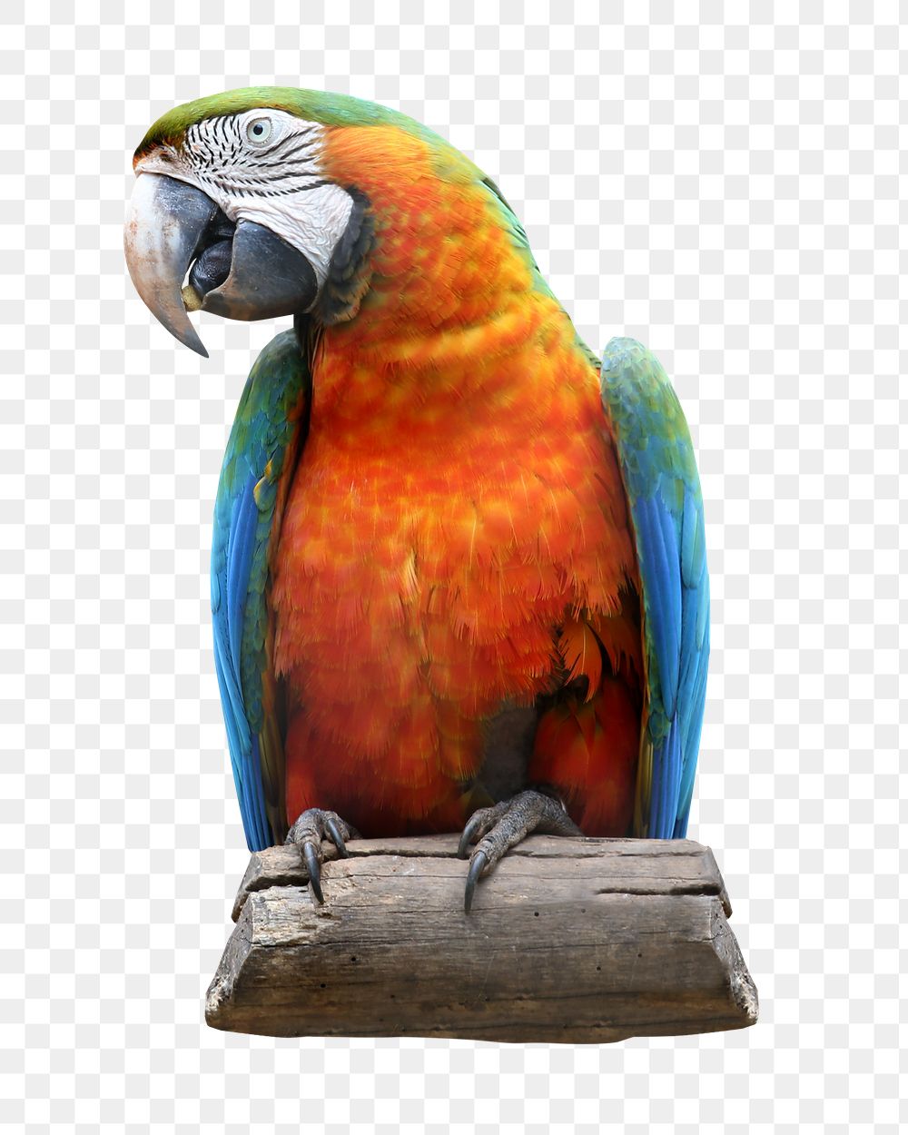 Parrot bird png sticker, transparent background