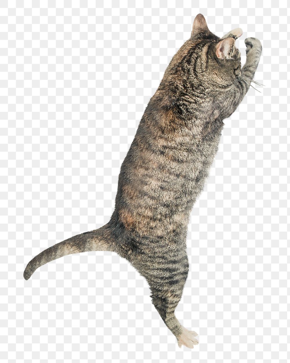 Cat jumping png sticker, transparent background
