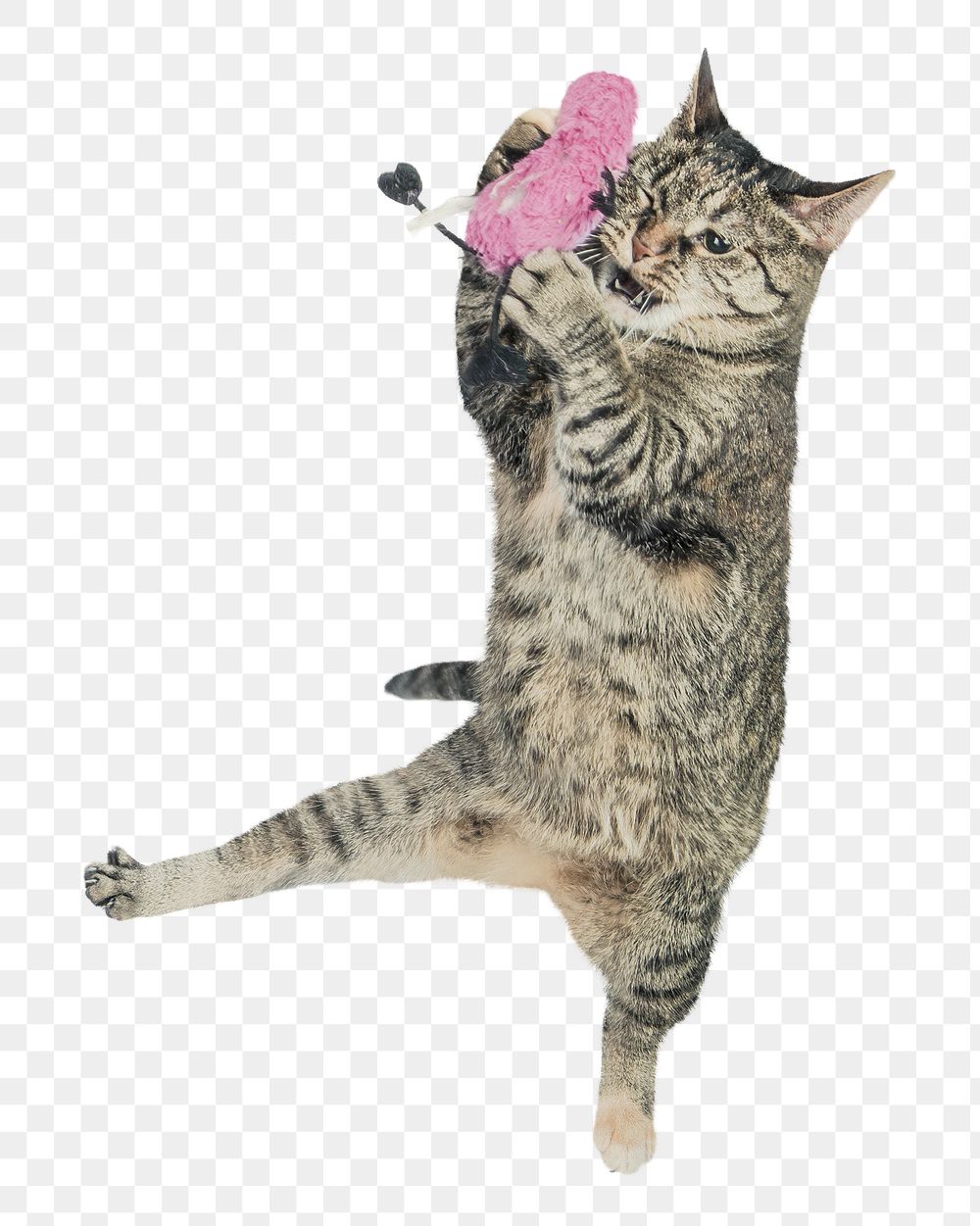 Png cat playing with toy sticker, transparent background