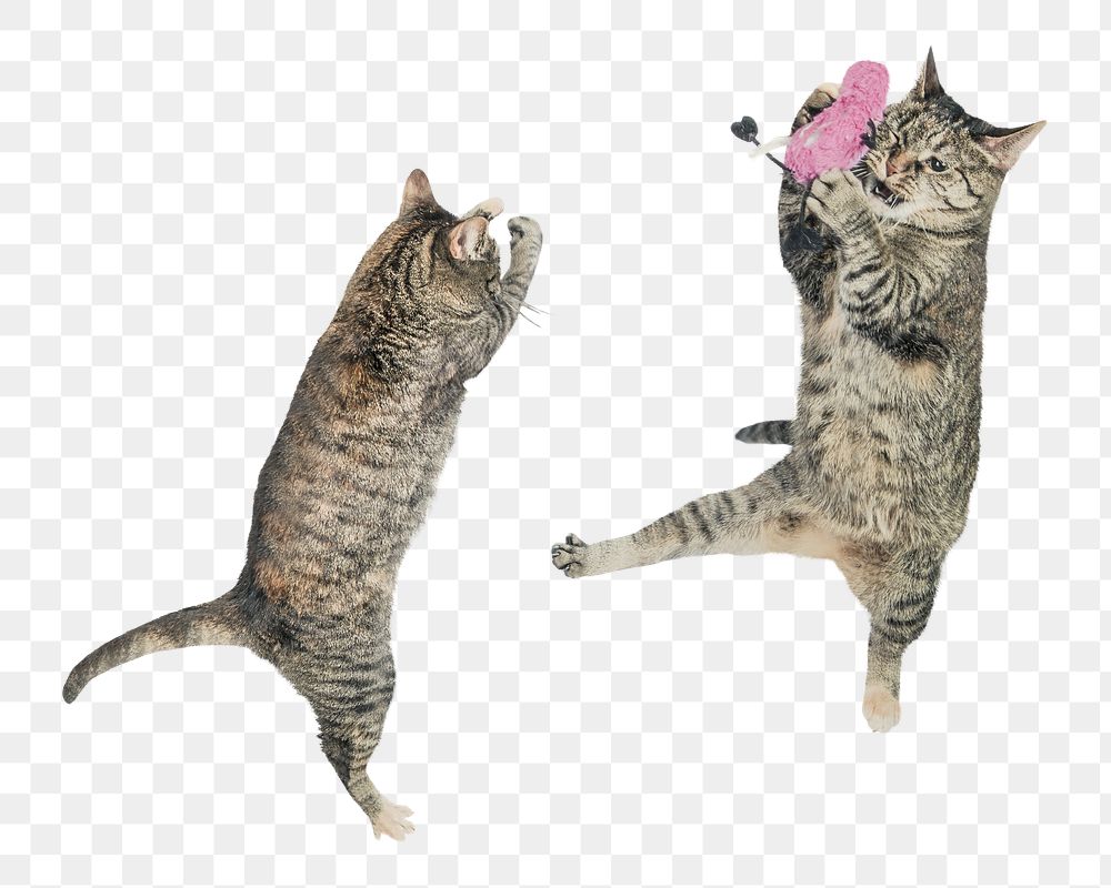 Png cats playing with toy sticker, transparent background