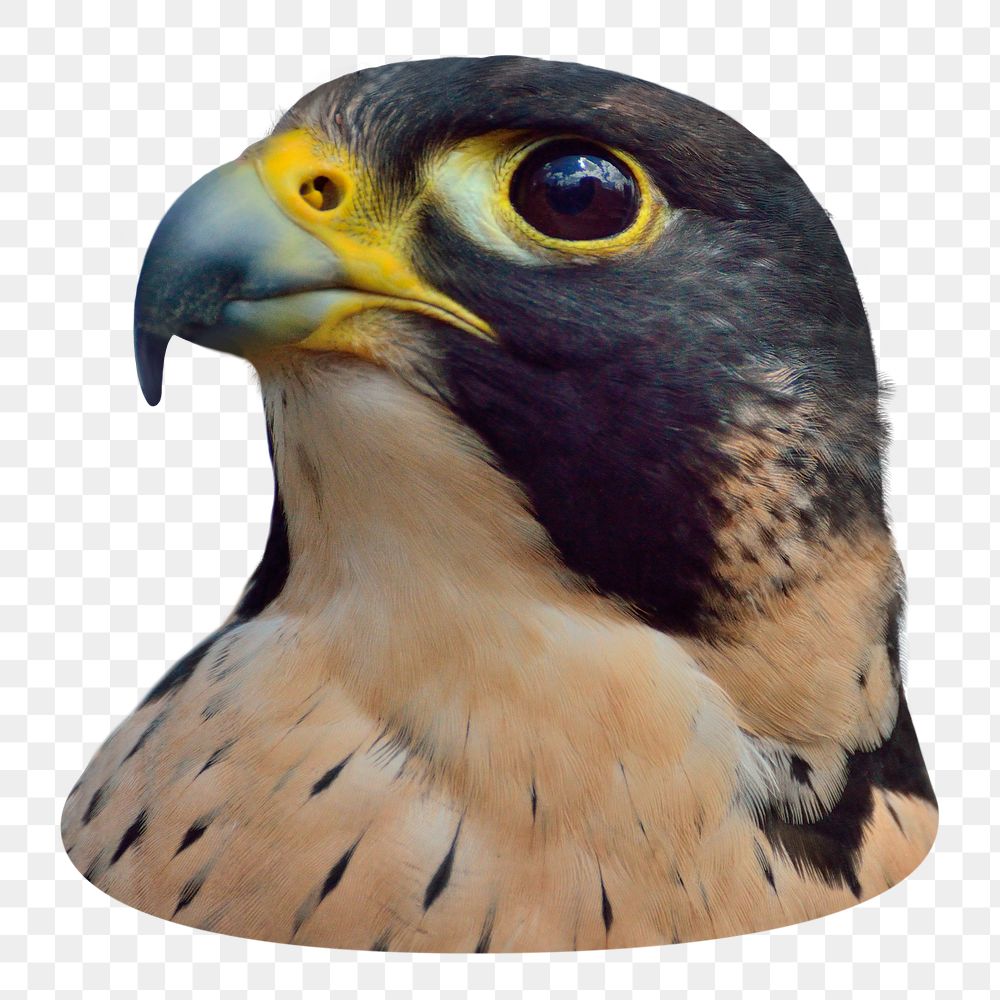 Peregrine falcon png sticker, transparent background