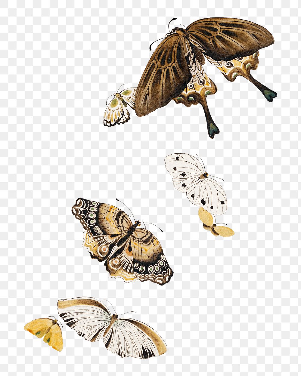 Butterflies png animal  sticker, transparent background