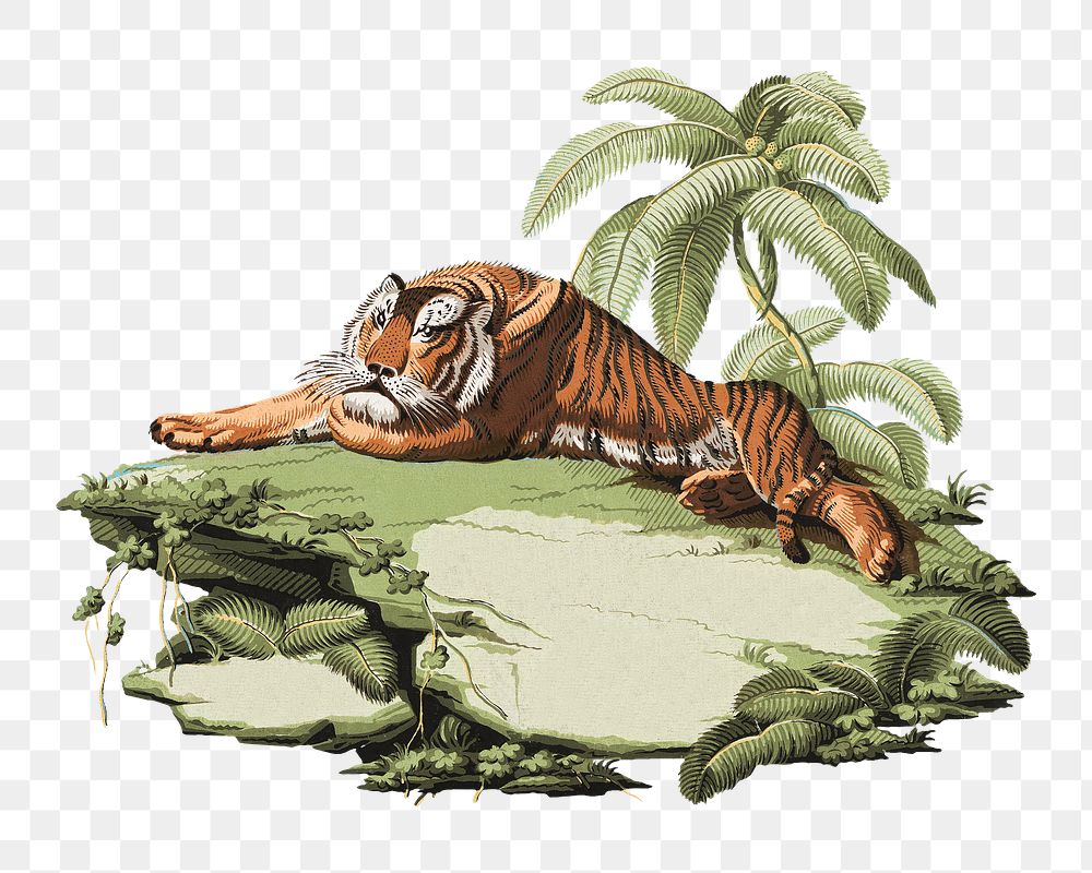 Vintage tiger png animal sticker, transparent background